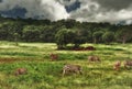 Animals zebra and buffalo in nature among green fields and trees.