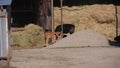 Animals in the zoo, calf