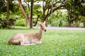 Deer Royalty Free Stock Photo