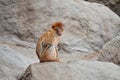 Animals at the zoo. Monkey standing lonely on a rock at the zoo from Budapest