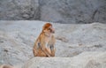 Animals at the zoo. Monkey standing lonely on a rock at the zoo from Budapest