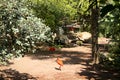 The animals of the zoo, the scarlet ibis. Medium in size, it reaches a wingspan of about 90 cm.