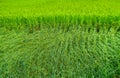 Animate rice Royalty Free Stock Photo