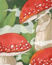 Animated Images of giant mushroom in nature Royalty Free Stock Photo
