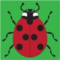 Animated insect ladybug