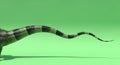 Lizard Tail Isolated Green Screen Animation Loop Rendering with Black and Green Pixelated Texture and Seamless Looping Royalty Free Stock Photo