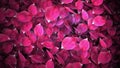 Animated rose petals transition