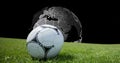 Animation of football ball on grass over globe