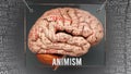 Animism in human brain