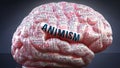 Animism and a human brain