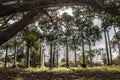 Animist ritual place Royalty Free Stock Photo