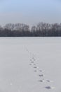 Aninal hare tracks on clean snow field. Bare forest on horizon