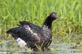 Anioema, Horned Screamer, Anhima cornuta Royalty Free Stock Photo