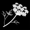 Anise or Angelica archangelica flowers isolated logo icon. white silhouette. Vector