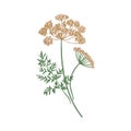 Anise or aniseed hand drawn on white background. Elegant drawing of flowering herbaceous plant or aromatic herb used in Royalty Free Stock Photo