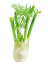 Anise Fennel Royalty Free Stock Photo