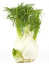 Anise fennel plant isolated on white background Royalty Free Stock Photo