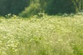 Anise flower field. Food and drinks ingredient. Fresh medicinal plant. Blooming anise field on summer sunny day.