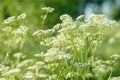 Anise flower field. Food and drinks ingredient. Fresh medicinal plant. Seasonal background.