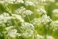 Anise flower field. Food and drinks ingredient. Fresh medicinal plant. Seasonal background.