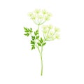 Anise Flowering Plant Specie with Feathery Leaves on Stem as Medical Herb Vector Illustration