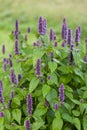 Anise hyssop Royalty Free Stock Photo