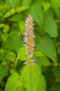 Anise Hyssop Royalty Free Stock Photo