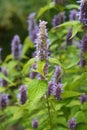 Anise hyssop Golden Jubilee