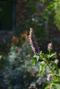 Anise hyssop Golden Jubilee - Latin name - Agastache foeniculum Golden Jubilee Royalty Free Stock Photo