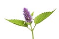 Anise hyssop herb Royalty Free Stock Photo