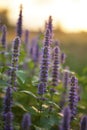 Anise hyssop Royalty Free Stock Photo