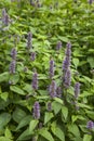 Anise Hyssop Royalty Free Stock Photo