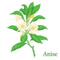 Anise. Illustration of a plant in a vector with flower for use i Royalty Free Stock Photo