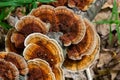 Anise mazegill, a brown rot fungus, Gloeophyllum odoratum