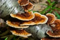 Anise mazegill, a brown rot fungus, Gloeophyllum odoratum