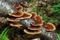 Anise mazegill, a brown rot fungus, Gloeophyllum odoratum