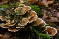 Anise mazegill, a brown rot fungus, Gloeophyllum odoratum