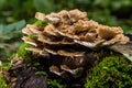 Anise mazegill, a brown rot fungus, Gloeophyllum odoratum