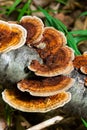 Anise mazegill, a brown rot fungus, Gloeophyllum odoratum