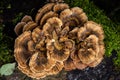 Anise mazegill, a brown rot fungus, Gloeophyllum odoratum