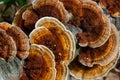 Anise mazegill, a brown rot fungus, Gloeophyllum odoratum