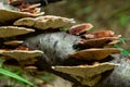 Anise mazegill, a brown rot fungus, Gloeophyllum odoratum