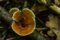 Anise mazegill, a brown rot fungus, Gloeophyllum odoratum