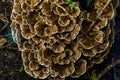 Anise mazegill, a brown rot fungus, Gloeophyllum odoratum