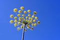 Anise, Pimpinella anisum Royalty Free Stock Photo