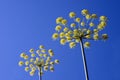 Anise, Pimpinella anisum Royalty Free Stock Photo