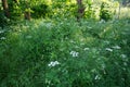Anise, Pimpinella anisum, also called aniseed or rarely anix, is a flowering plant in the family Apiaceae. Berlin, Germany