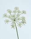 Anise  Pimpinella anisum Royalty Free Stock Photo