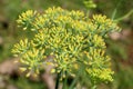 Anise plant flowers [pimpinella anisum]. Royalty Free Stock Photo