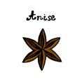 Anise seasoning vector icon in doodle style hand drawn, star anise, colored anise icon with hand lettering Anise. Lettering